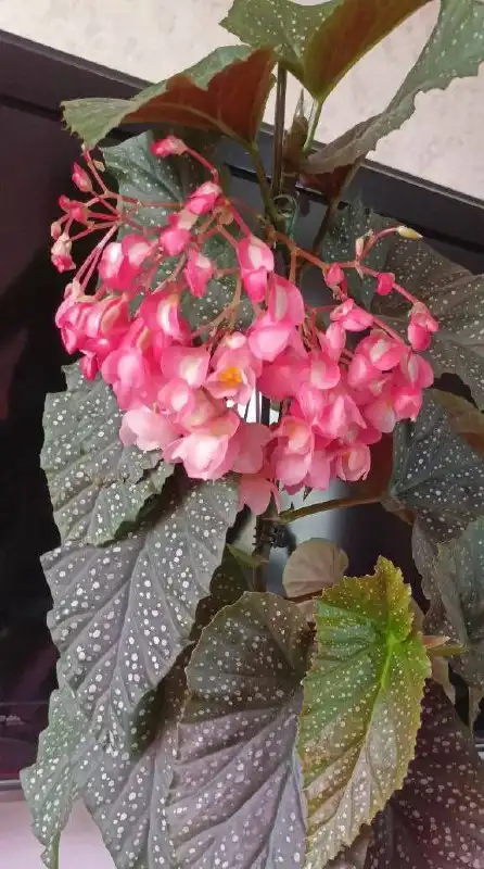 Бегония коралловая в горшке