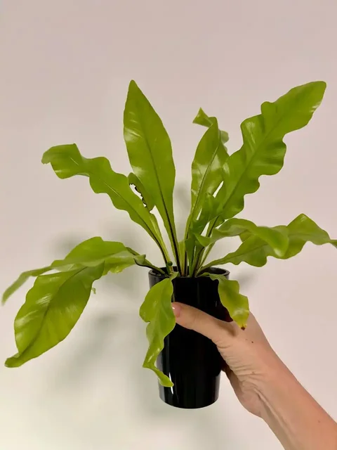 Папоротник Асплениум Нидус на фитиле - Хобби и отдых в Уфа