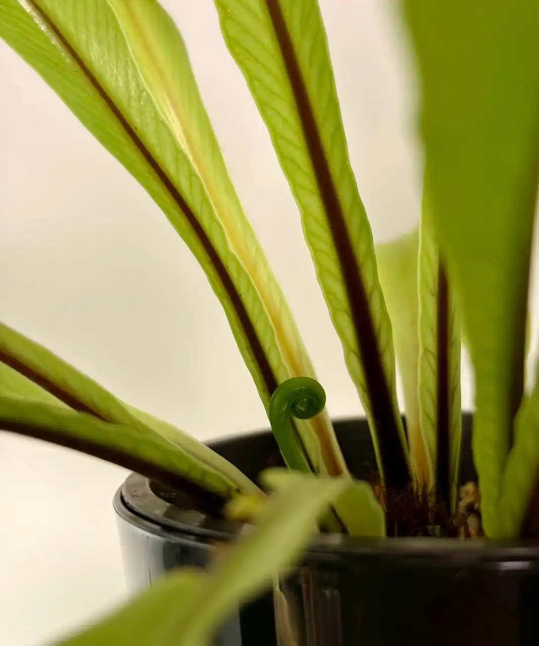 Папоротник Асплениум Нидус на фитиле