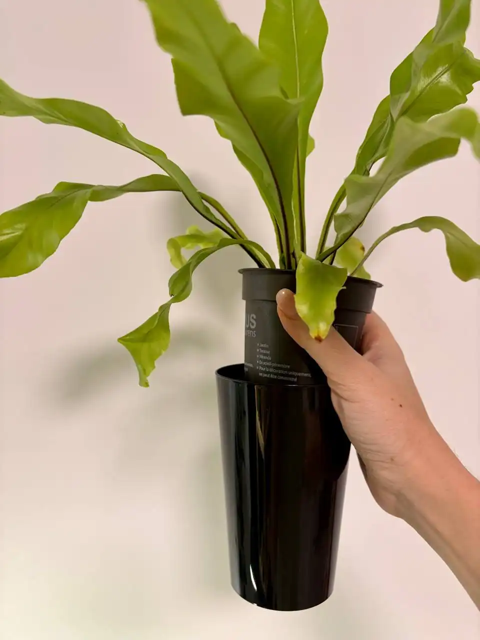 Папоротник Асплениум Нидус на фитиле