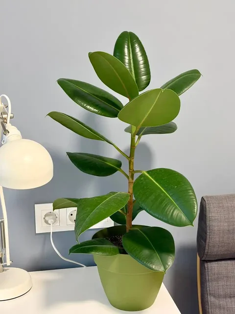 Фикус эластика Робуста в горшке 3,5 л - Хобби и отдых в Уфа