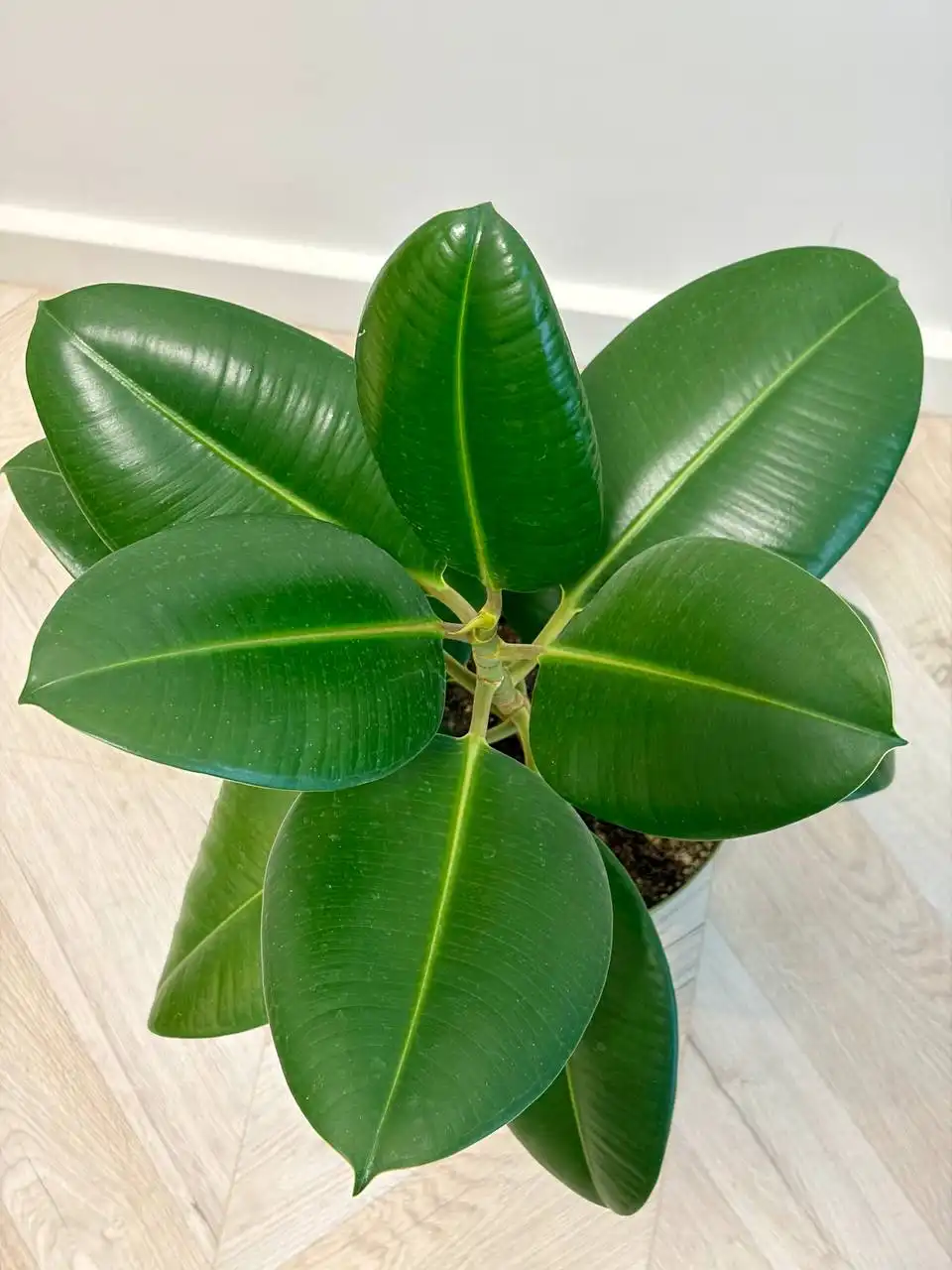 Фикус эластика Робуста в горшке 3,5 л