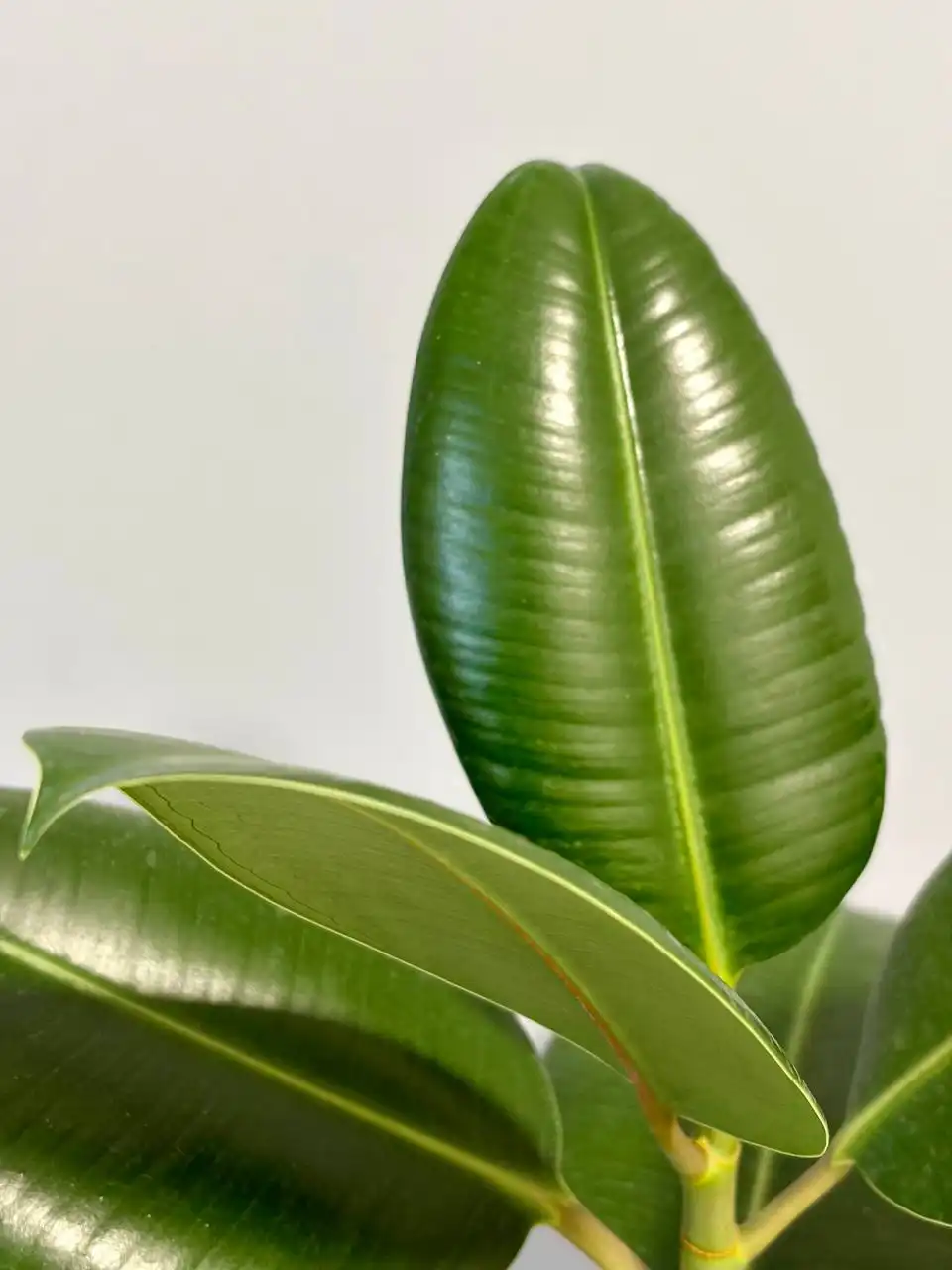 Фикус эластика Робуста в горшке 3,5 л