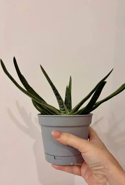 Гастерия взрослое растение в горшке 0,7 л - Хобби и отдых в Уфа