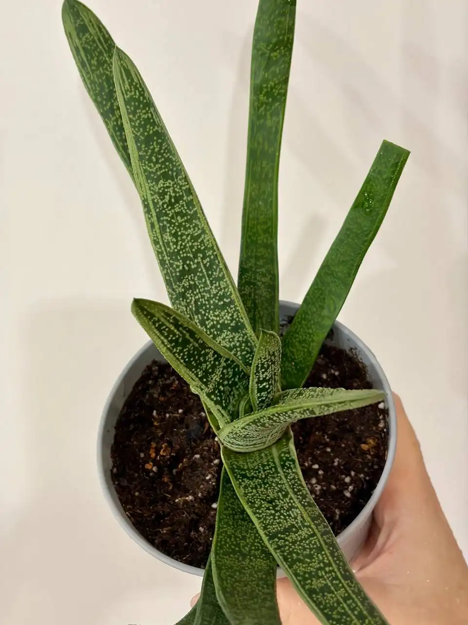 Гастерия взрослое растение в горшке 0,7 л