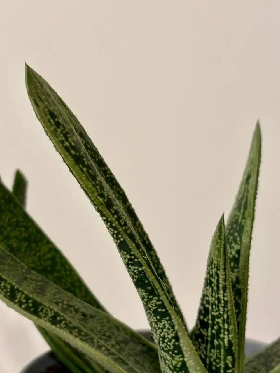 Гастерия взрослое растение в горшке 0,7 л