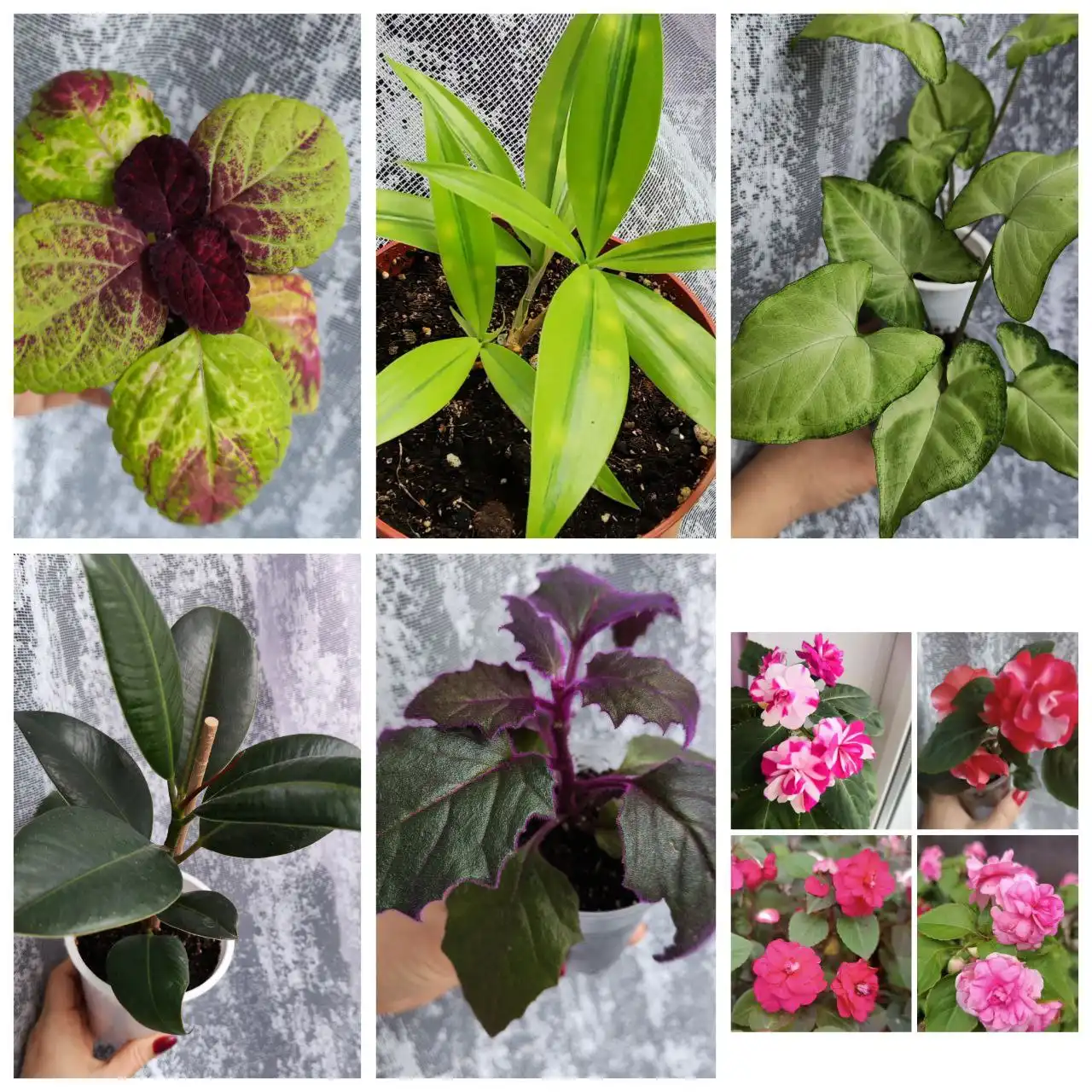 Растения для дома и дачи в Уфе