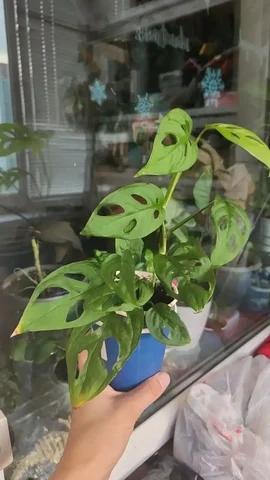 Монстера - Хобби и отдых в Уфа