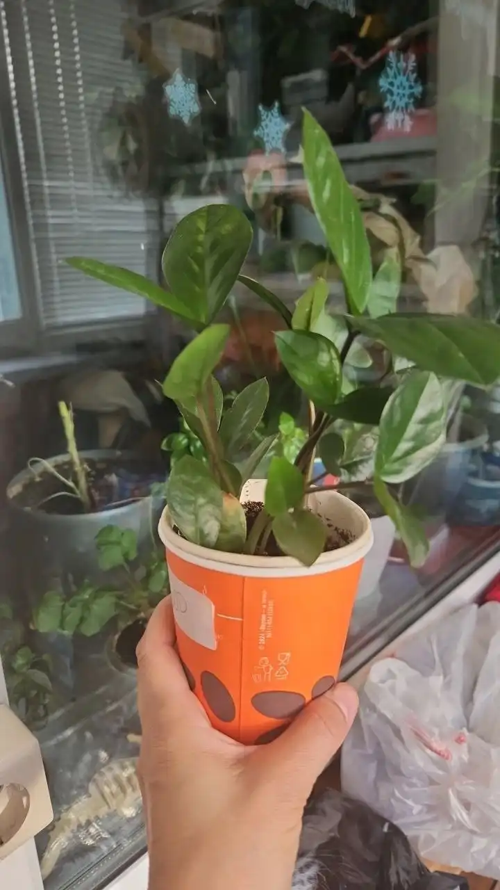 Продажа растения Замик в Уфе