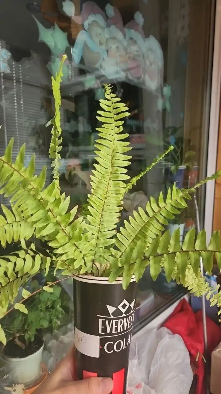 Растение нефролепис в Уфе