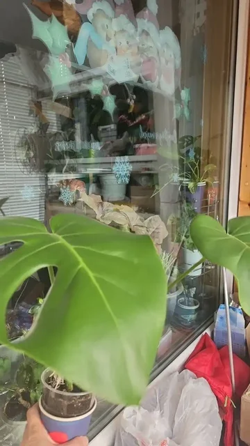 Монстера для продажи в Уфе - Хобби и отдых в Уфа