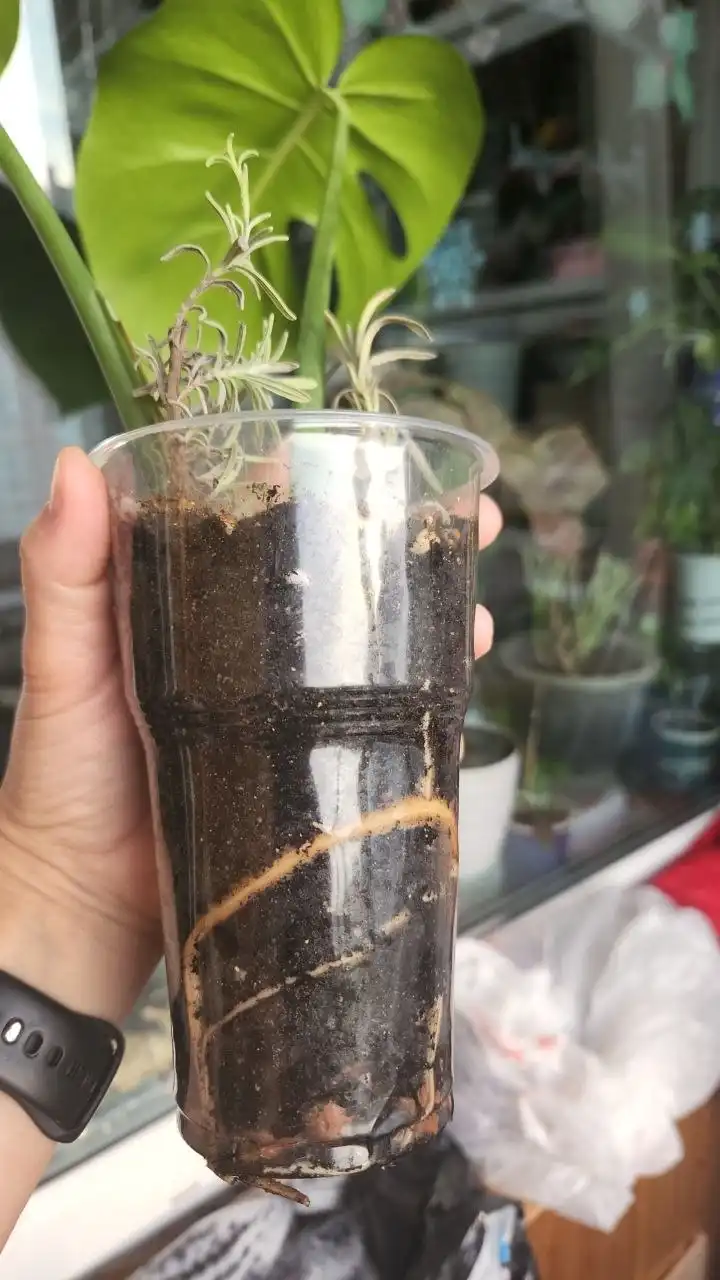 Монстера для продажи в Уфе