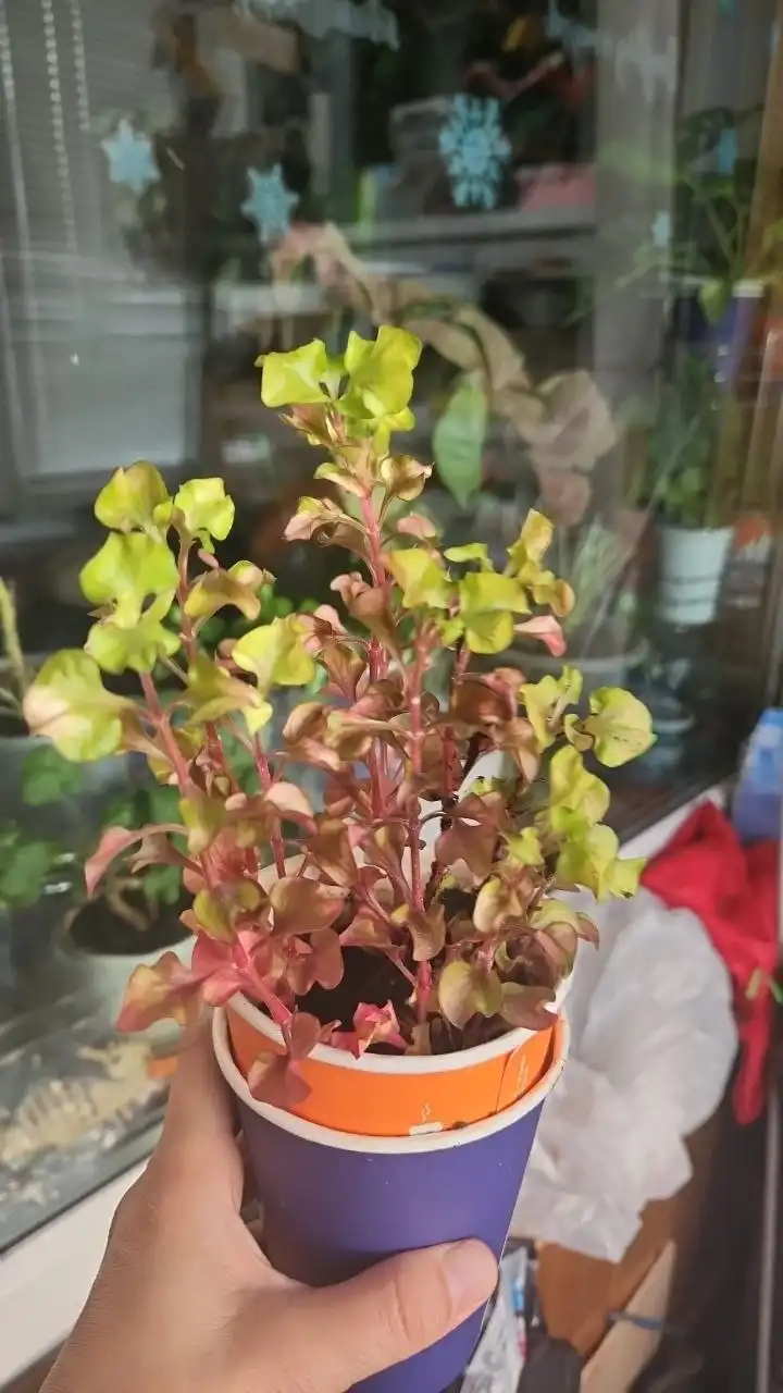 Альтернатера