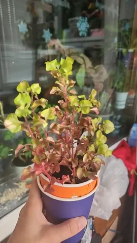 Альтернатера - Хобби и отдых в Уфа