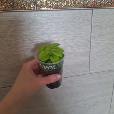 Саженцы вегетативных петуний и других растений - Хобби и отдых в Уфа