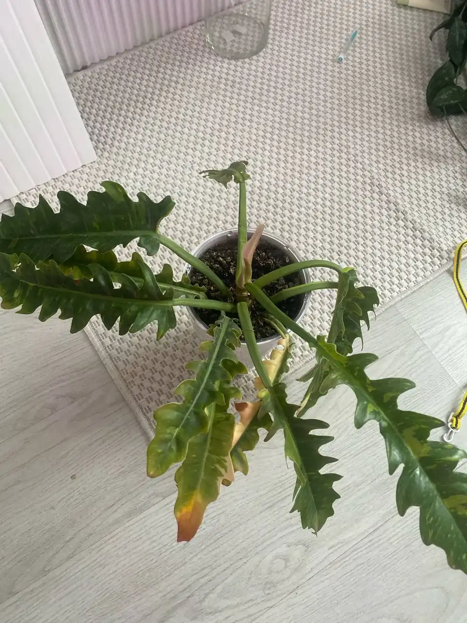 Продажа филодендрона