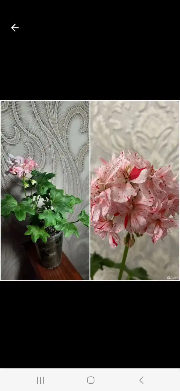 Продажа укорененных черенков герани