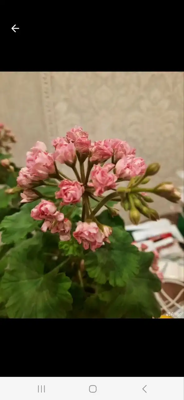 Продажа укорененных черенков герани