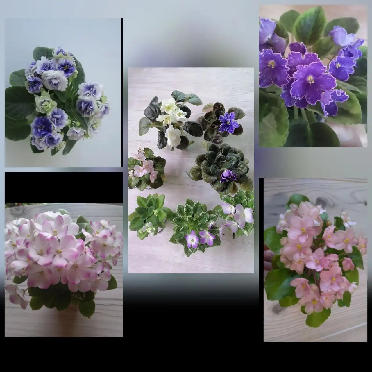 Цветущие фиалки с бутонами