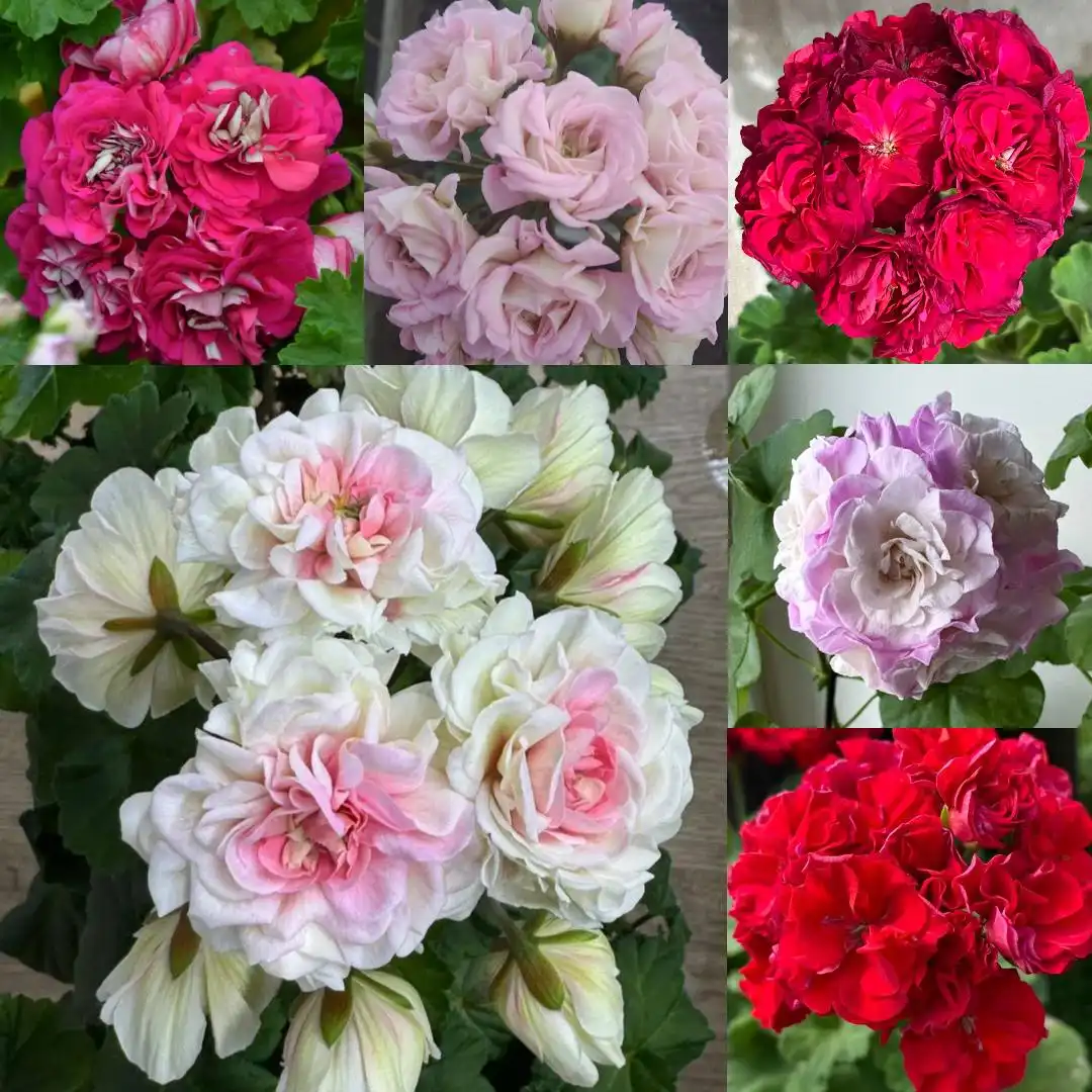 Продажа сортовых пеларгоний