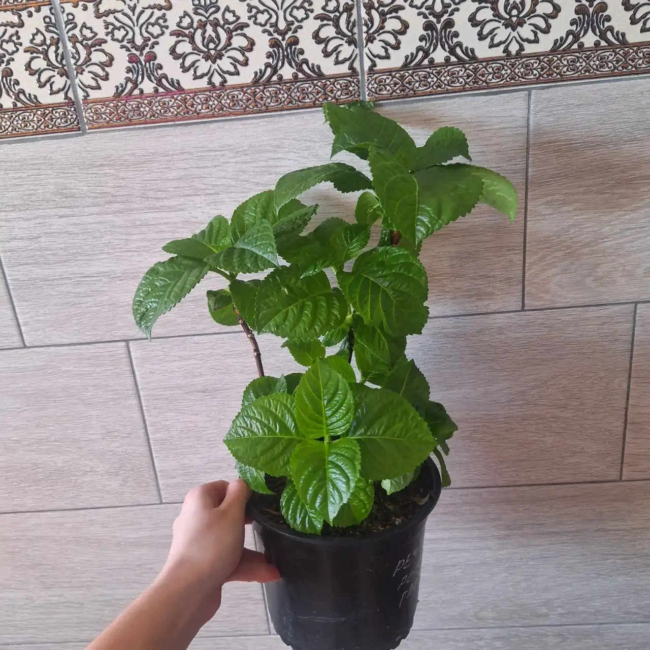 Гортензия Рембрант Россо Глори