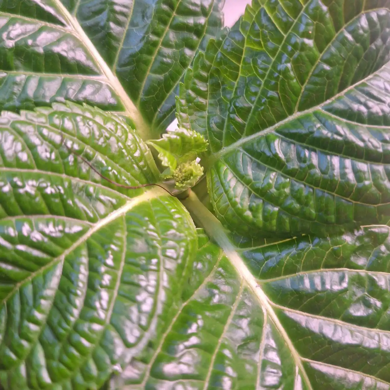 Гортензия Рембрант Россо Глори