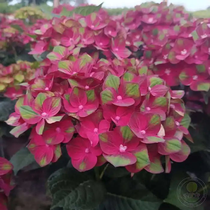 Гортензия Рембрант Россо Глори