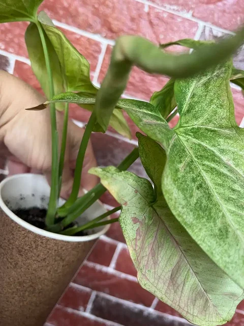 Сингониум разных сортов - Спорттовары в Уфа