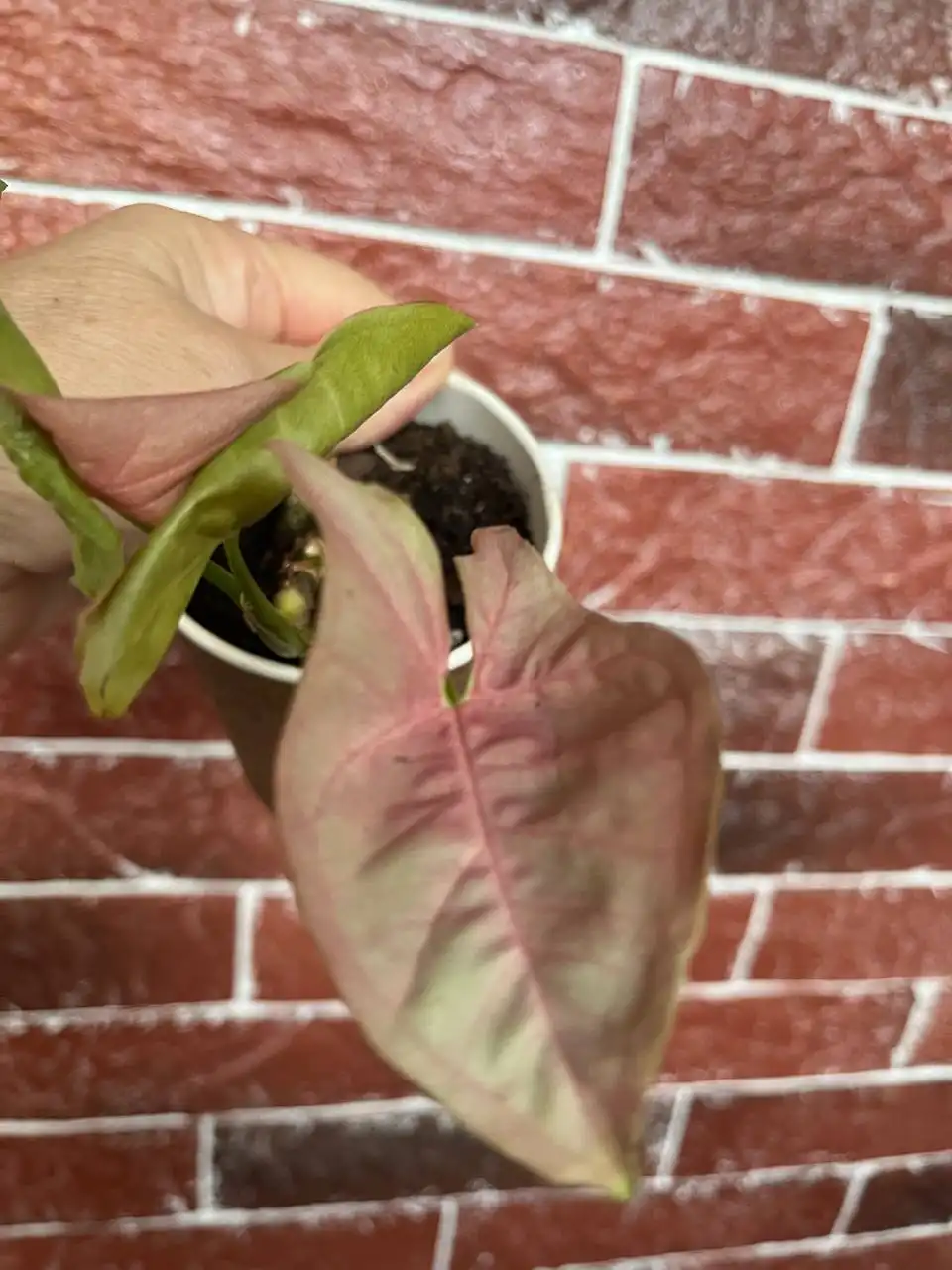 Сингониум разных сортов - Растения (Хобби и отдых) в Уфа