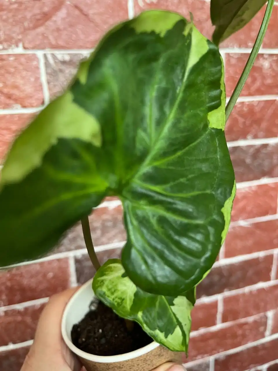 Сингониум разных сортов - Растения (Хобби и отдых) в Уфа