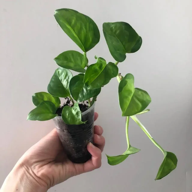 Продажа растений Эпипремнум и папоротник - Спорттовары в Уфа