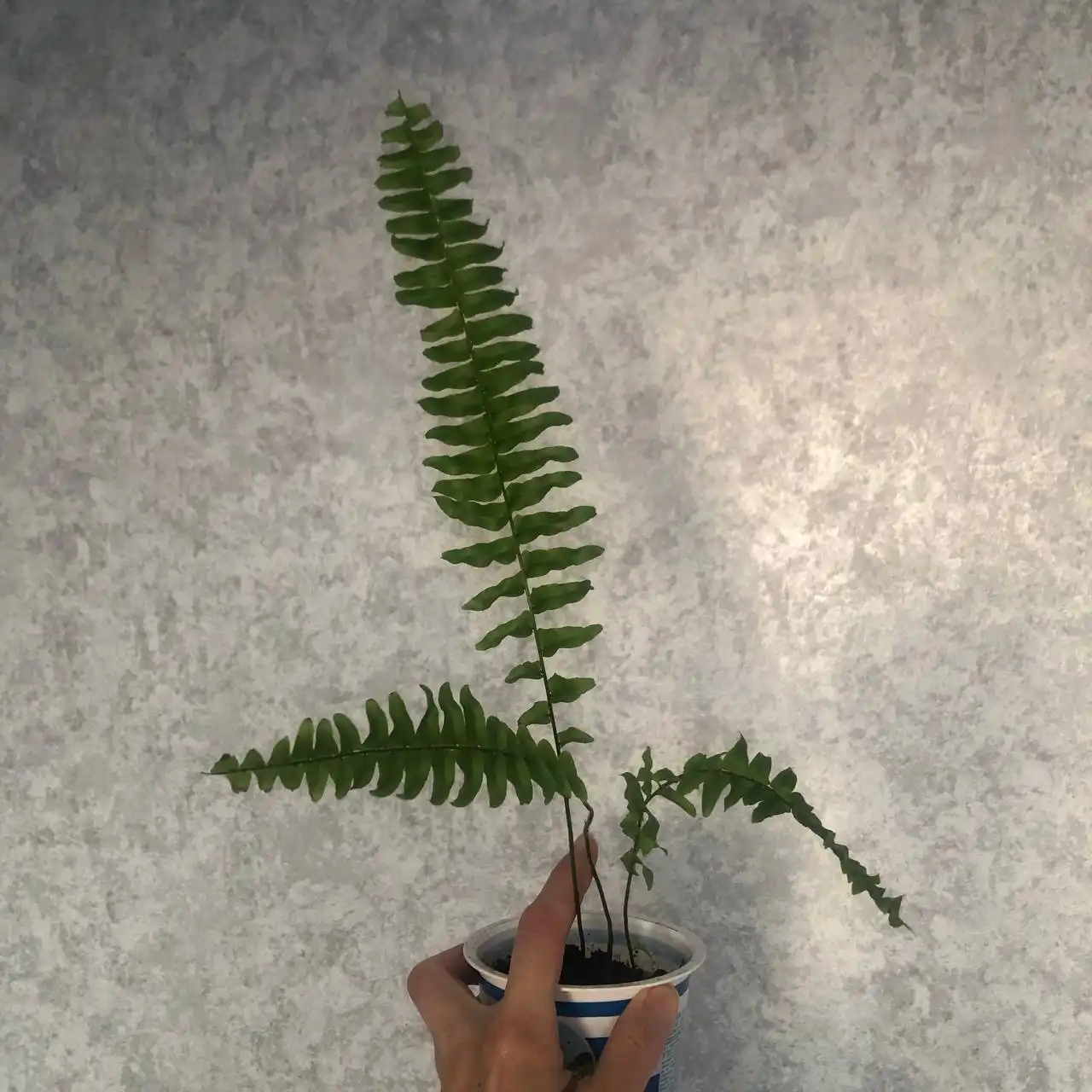 Продажа растений Эпипремнум и папоротник - Растения (Хобби и отдых) в Уфа