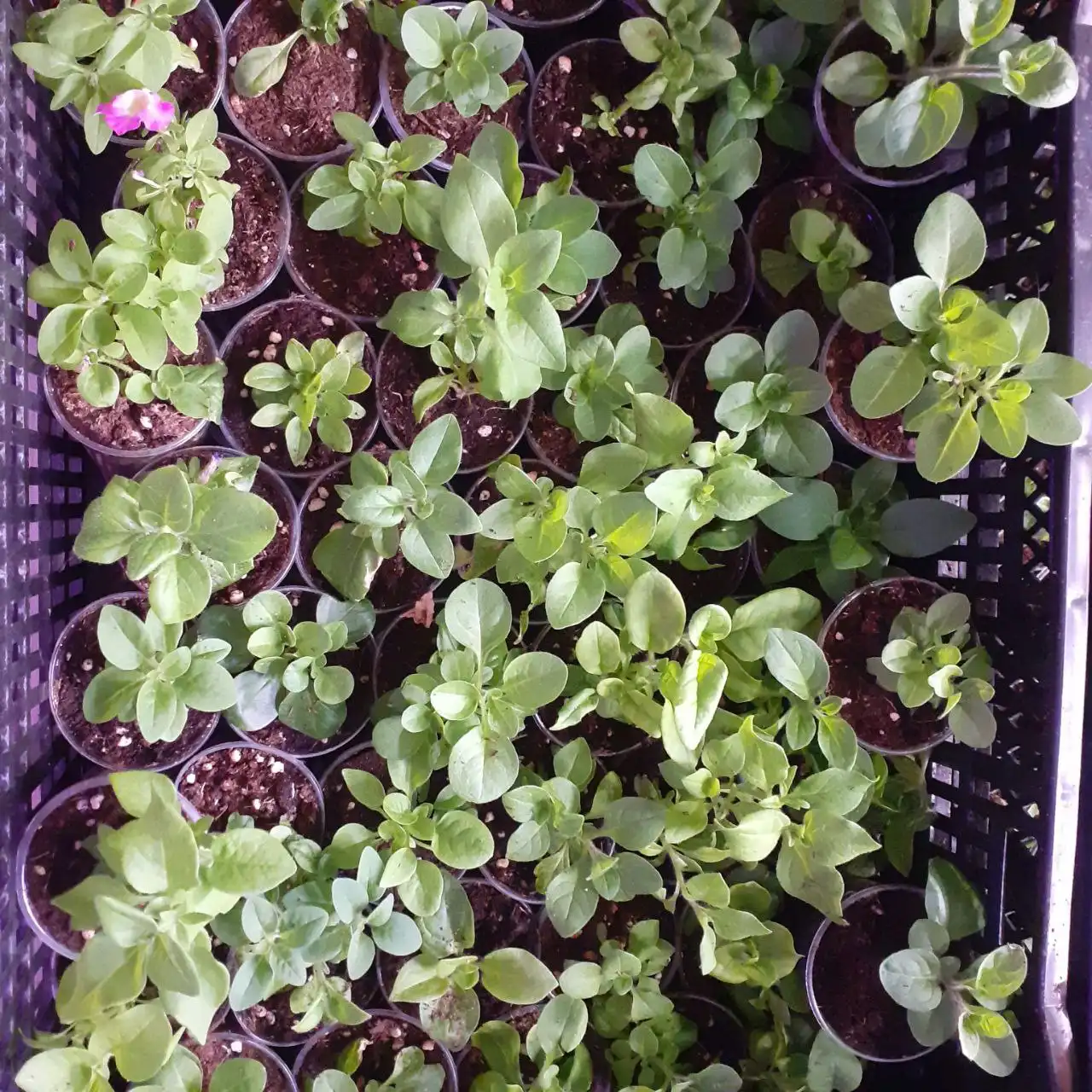 Саженцы петуний и другие вегетативные растения - Растения (Для дома и дачи) в Уфа