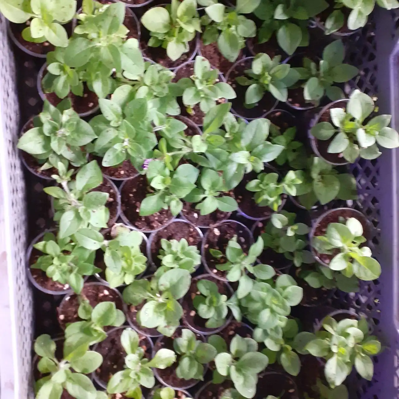 Саженцы петуний и другие вегетативные растения - Растения (Для дома и дачи) в Уфа