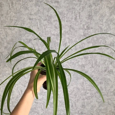 Хлорофитум дема - Спорттовары в Уфа