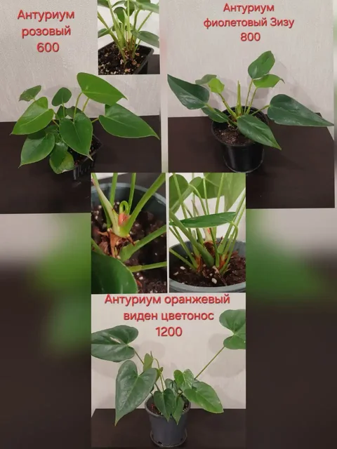 Растения с доставкой в Черниковку - Спорттовары в Уфа