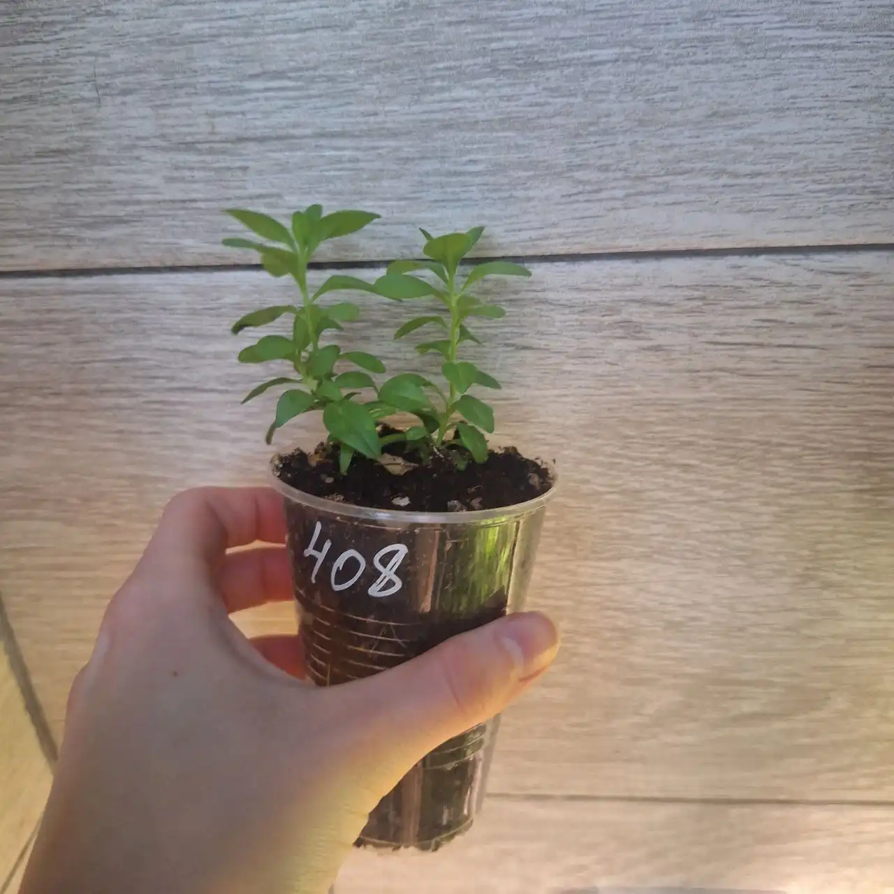 Саженцы калибрахоа и вегетативные растения - Растения (Хобби и отдых) в Уфа