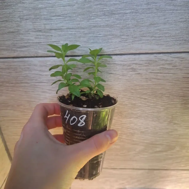 Саженцы калибрахоа и вегетативные растения - частное объявление в Уфа