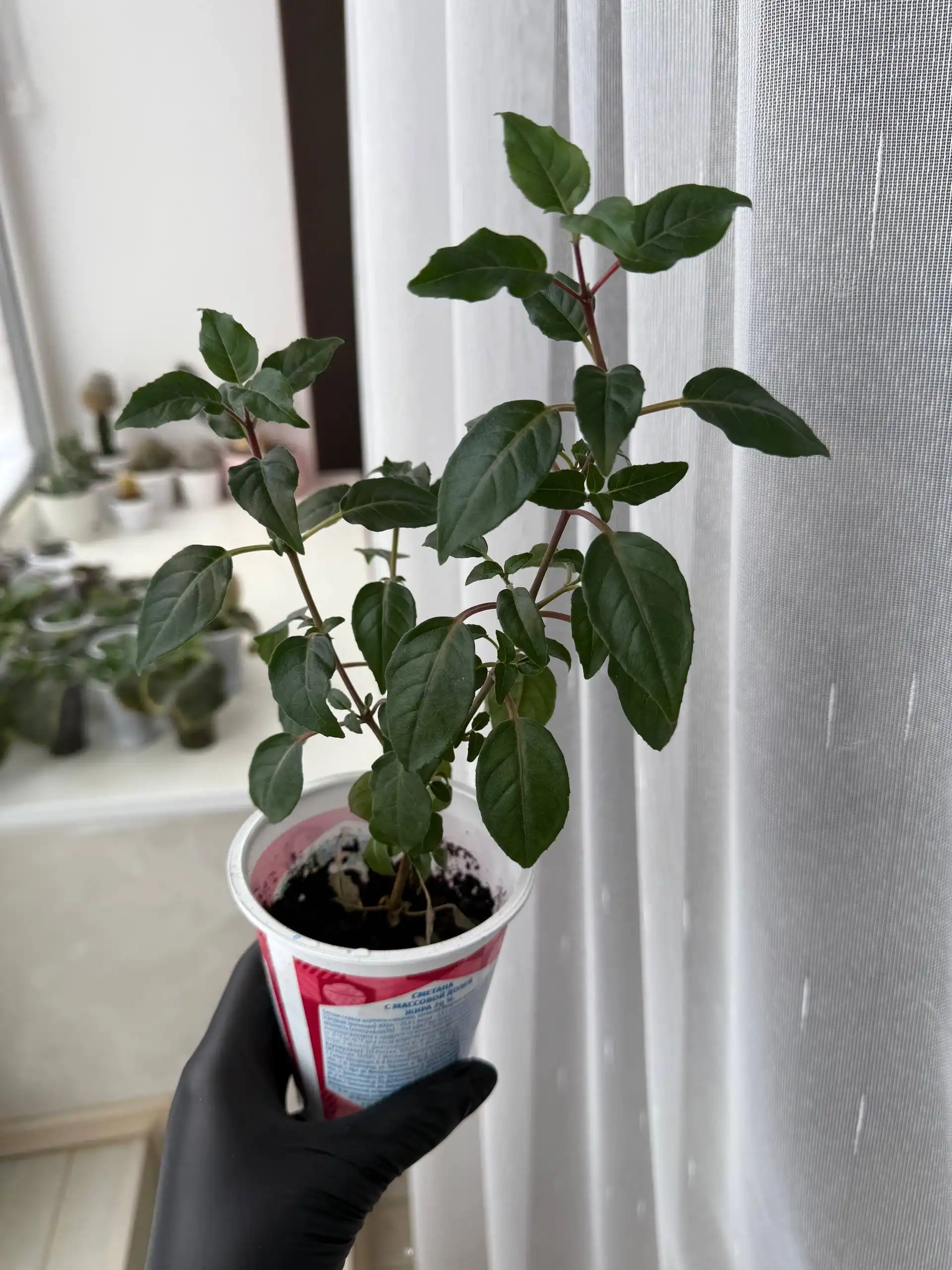 Продажа фуксии в Уфе - Растения (Хобби и отдых) в Уфа