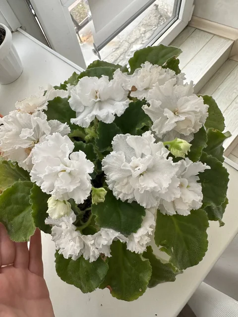 Фиалки для пересадки - Спортивные товары в Уфа