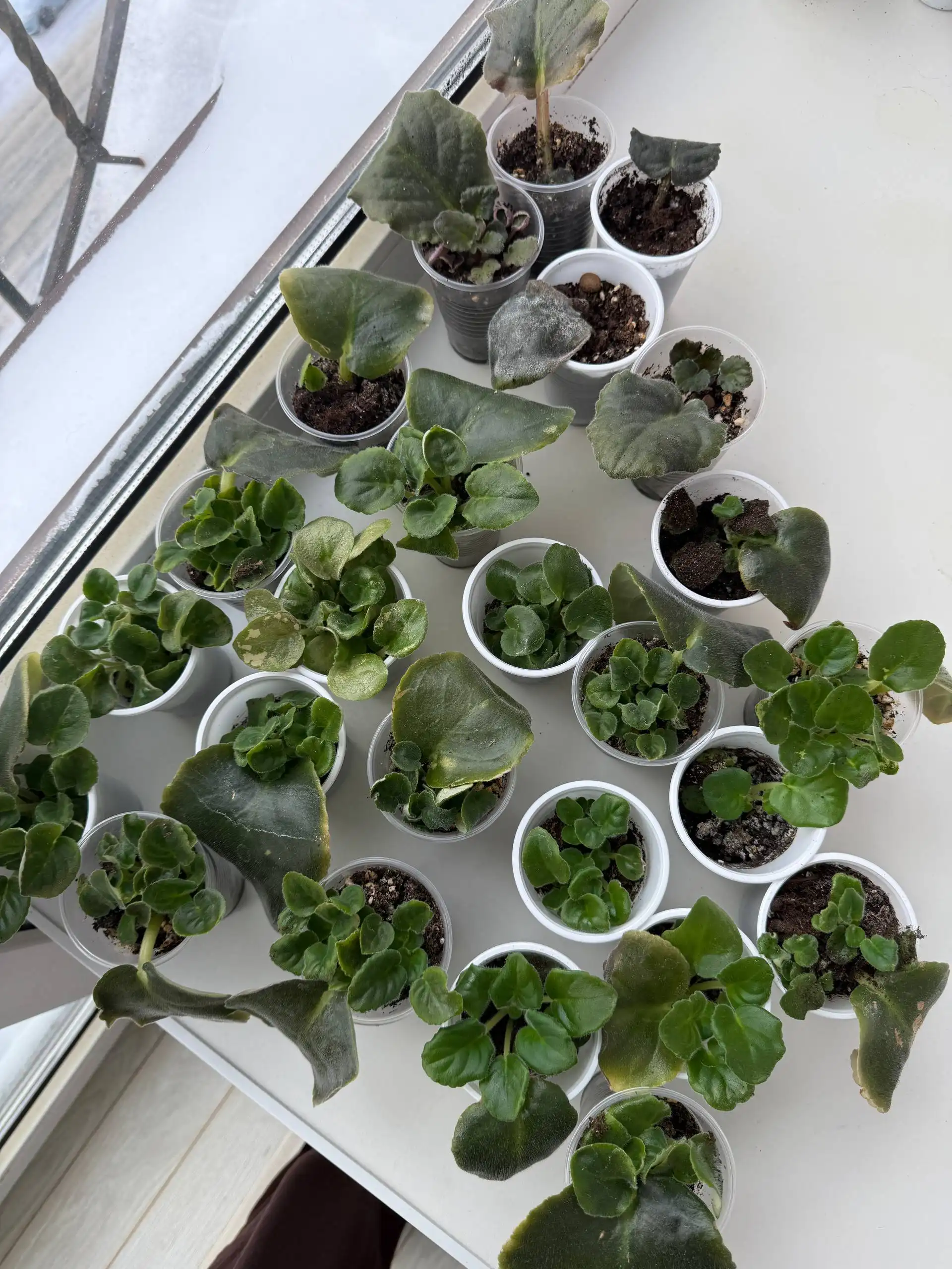 Фиалки для пересадки - Растения (Хобби и отдых) в Уфа