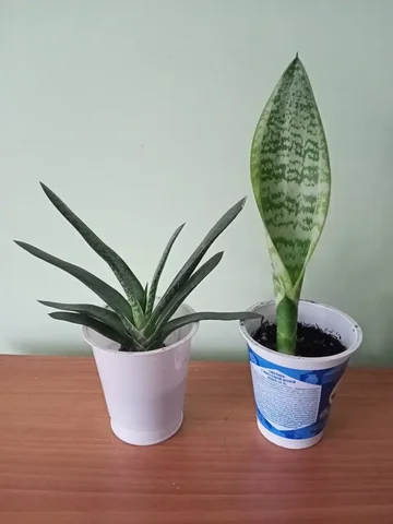 Растения Гастерия и Сансевиерия с желтой каймой - Спортивные товары в Уфа