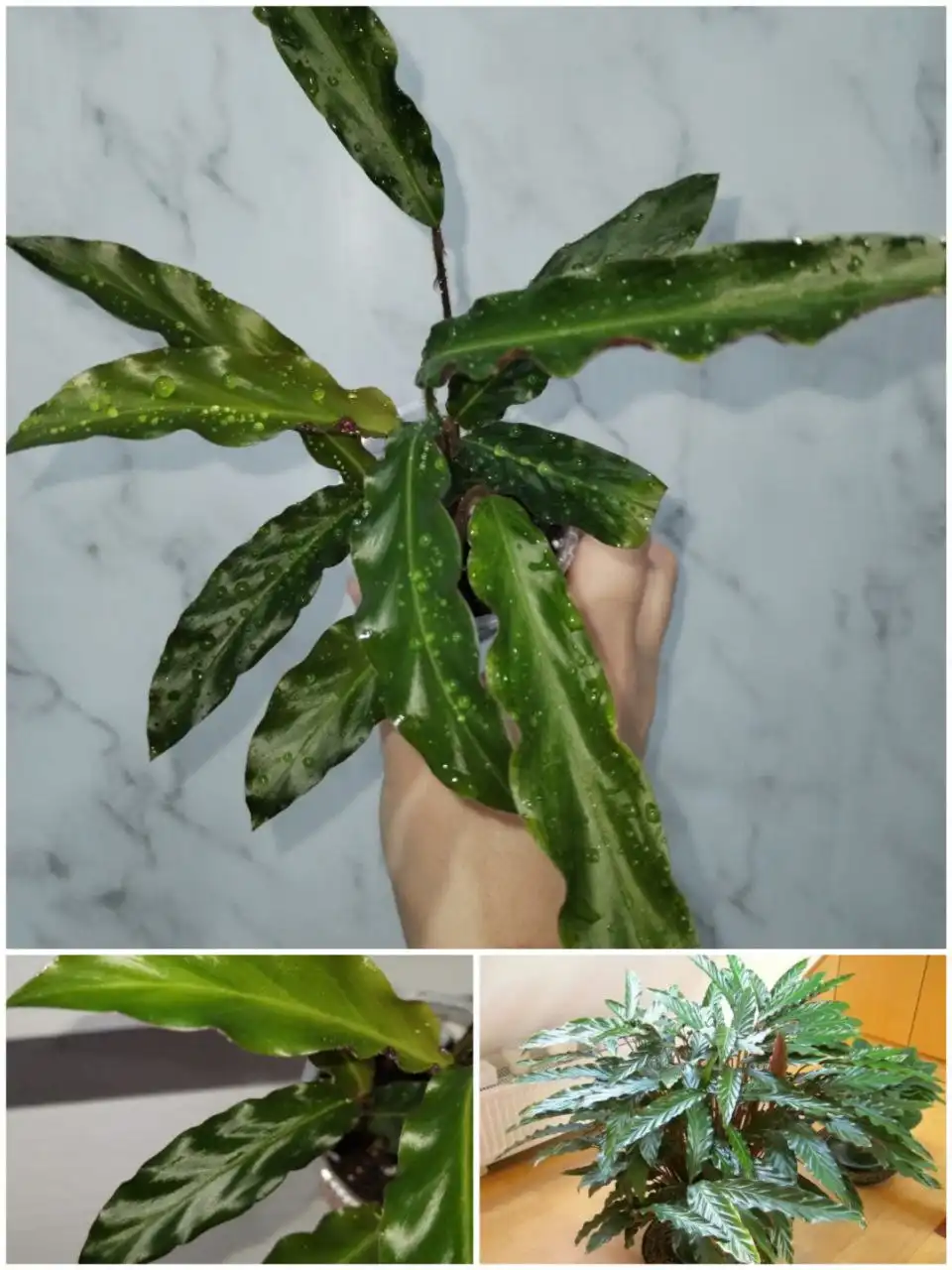 Продажа комнатных растений в Уфе - Растения (Хобби и отдых) в Уфа