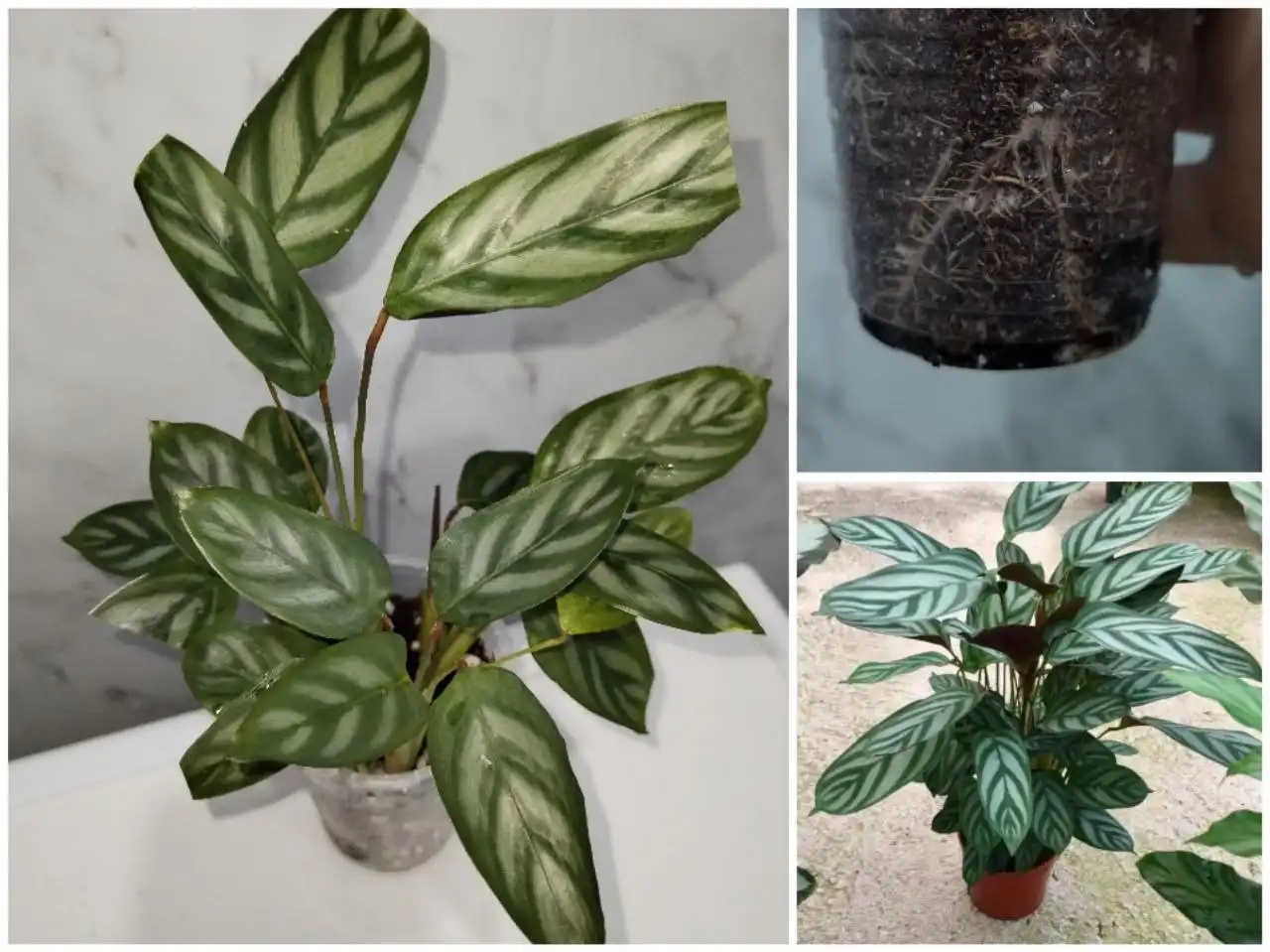 Продажа комнатных растений в Уфе - Растения (Хобби и отдых) в Уфа