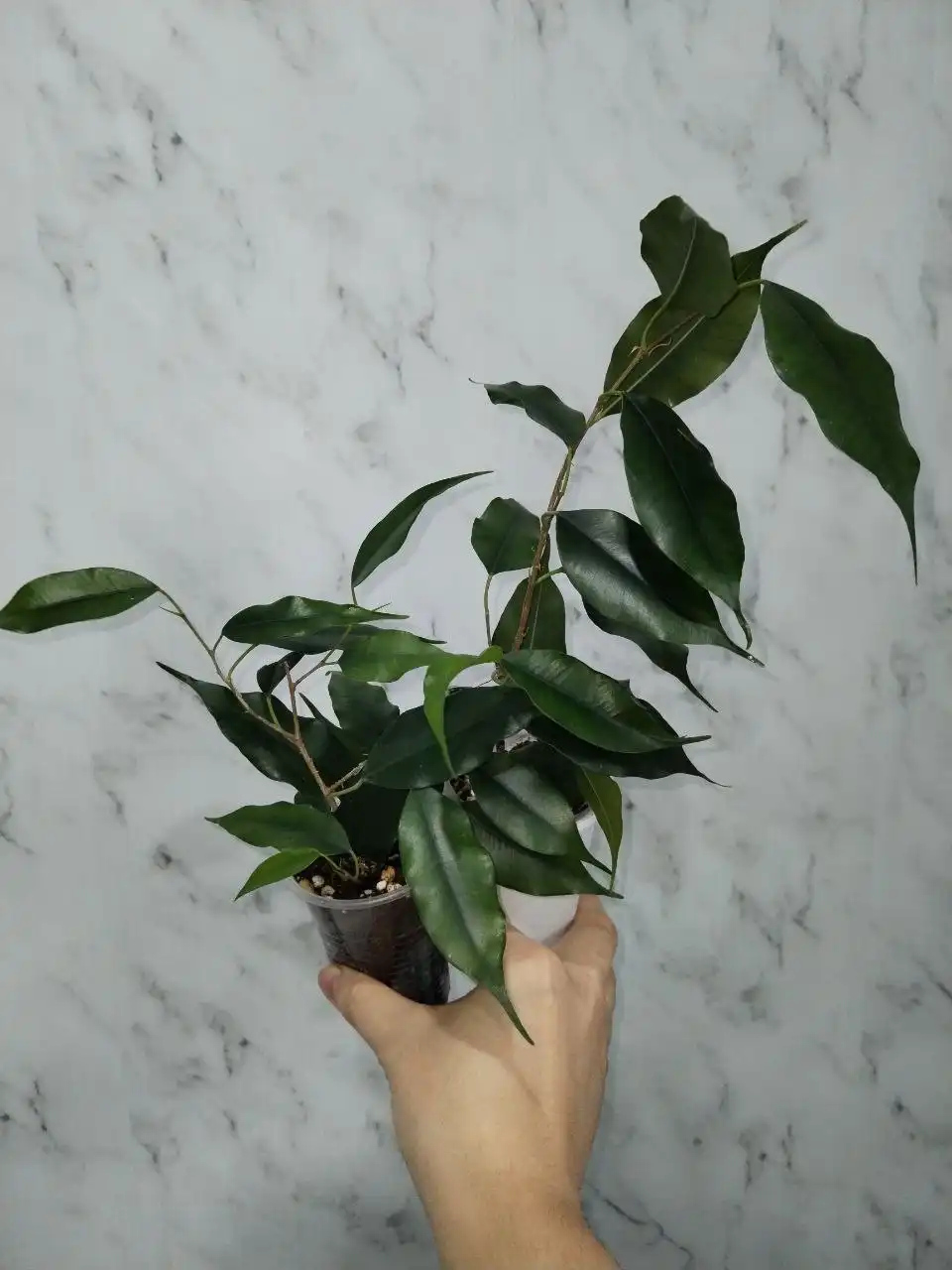 Продажа комнатных растений в Уфе - Растения (Хобби и отдых) в Уфа