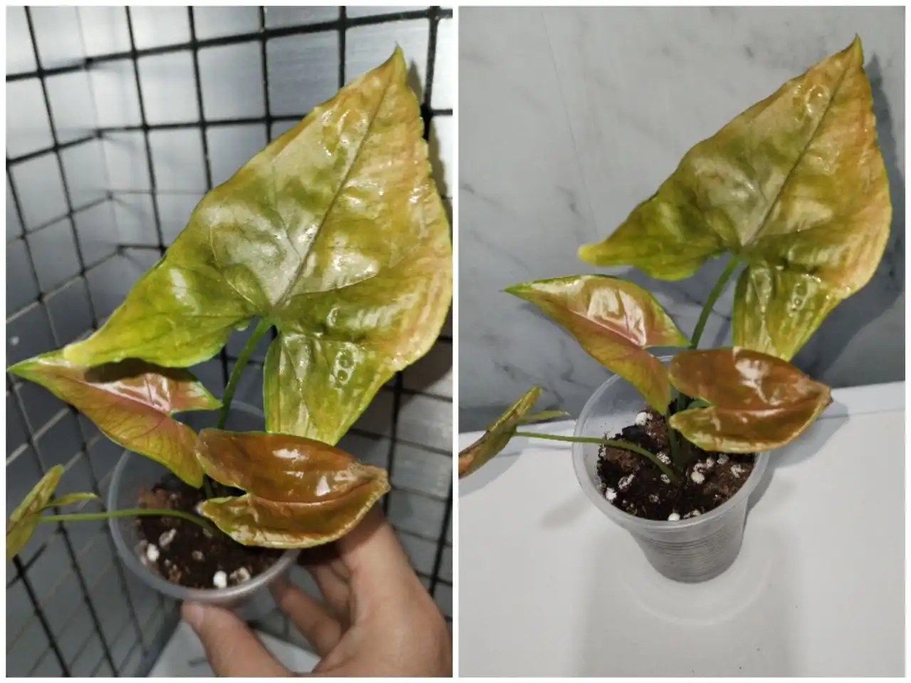 Продажа комнатных растений в Уфе - Растения (Хобби и отдых) в Уфа