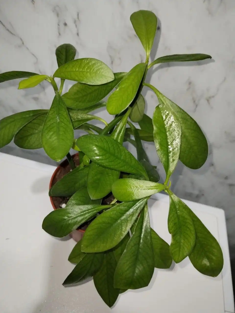 Продажа комнатных растений в Уфе - Растения (Хобби и отдых) в Уфа