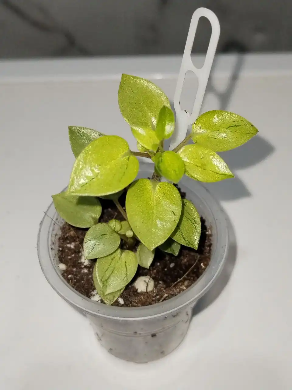 Продажа комнатных растений в Уфе - Растения (Хобби и отдых) в Уфа