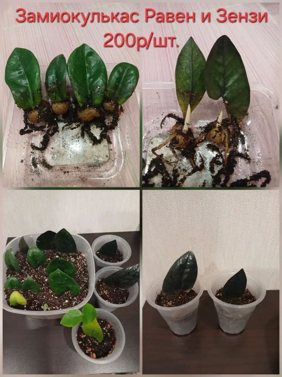 Продажа замиокулькаса Равен черный и Зензи кудрявый - Растения (Хобби и отдых) в Уфа