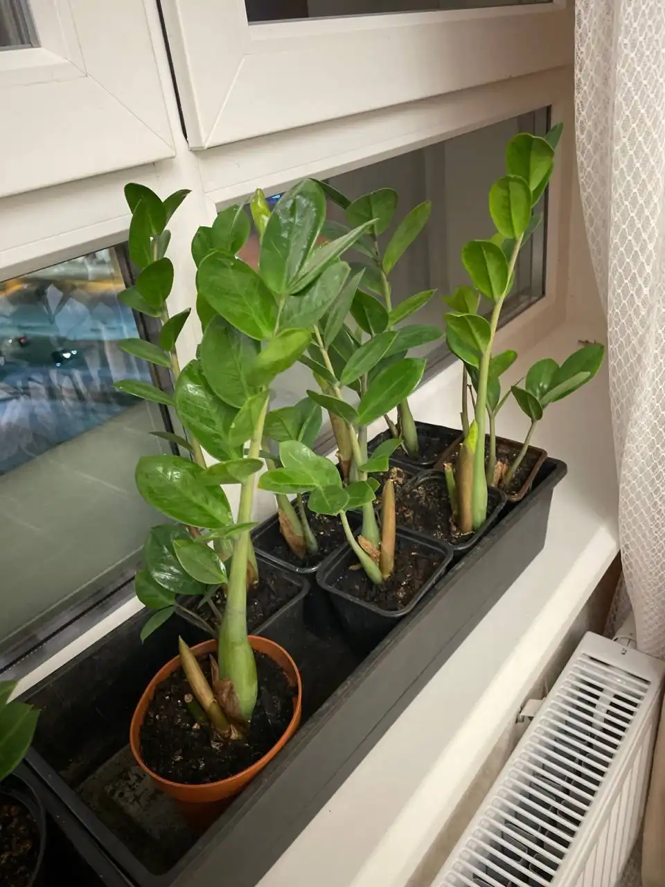 Продажа замиокулькаса в Уфе - Комнатные растения (Хобби и отдых) в Уфа